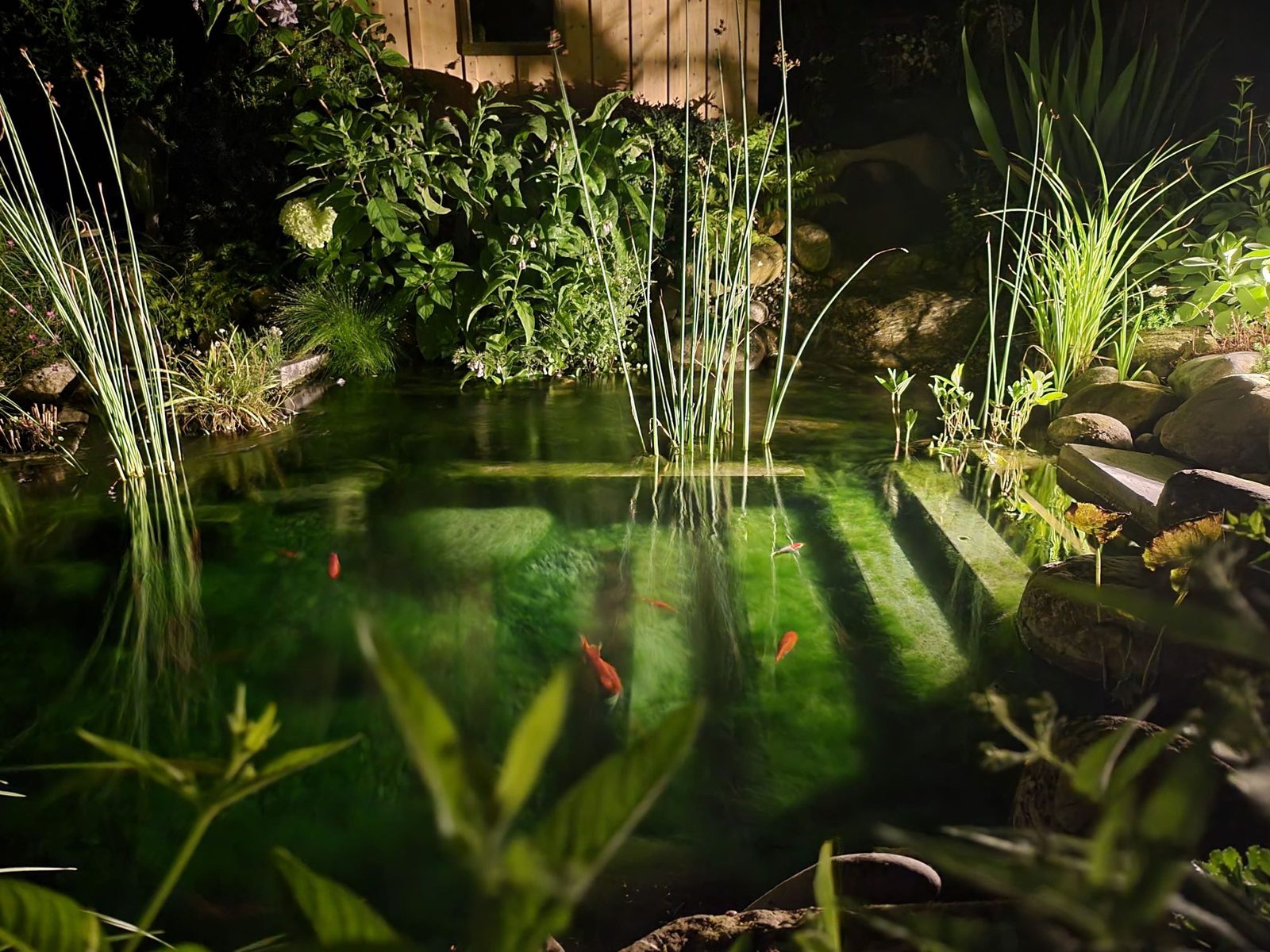 Ein beleuchteter Gartenteich bei Nacht mit Goldfischen